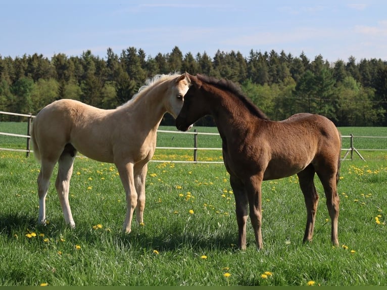 American Quarter Horse Hengst  Palomino in Schlammersdorf