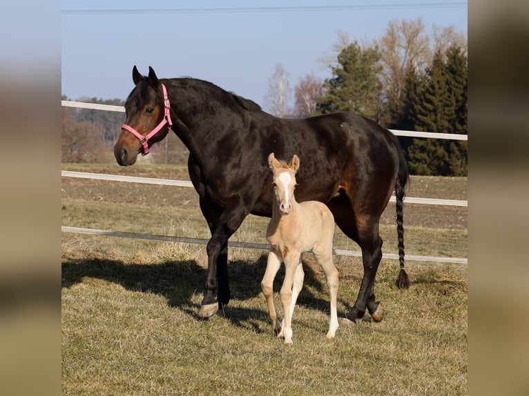 American Quarter Horse Hengst  Palomino in Schlammersdorf