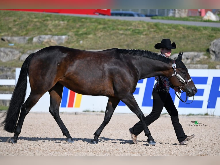 American Quarter Horse Hengst  Palomino in Schlammersdorf