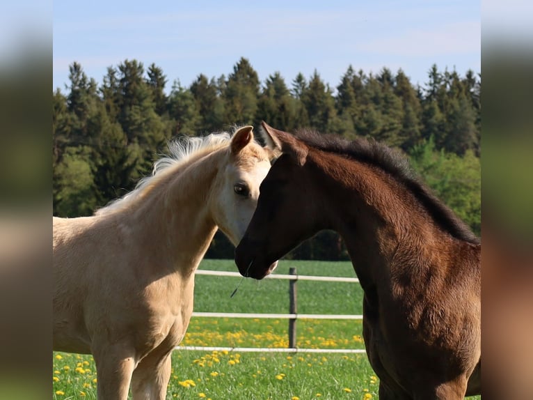 American Quarter Horse Hengst  Palomino in Schlammersdorf