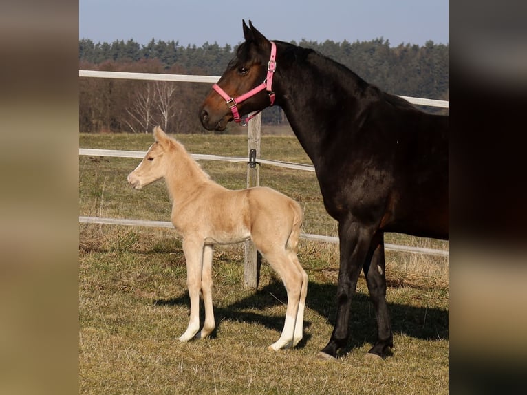 American Quarter Horse Hengst  Palomino in Schlammersdorf