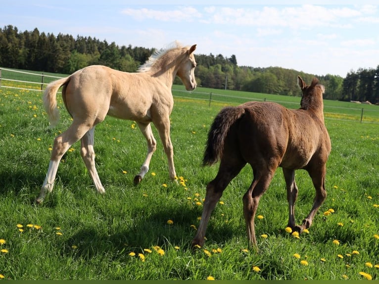 American Quarter Horse Hengst  Palomino in Schlammersdorf