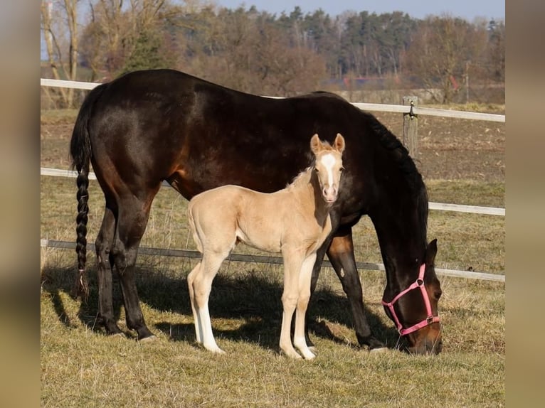 American Quarter Horse Hengst  Palomino in Schlammersdorf