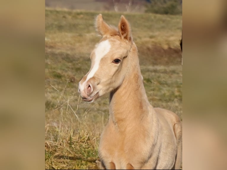 American Quarter Horse Hengst  Palomino in Schlammersdorf