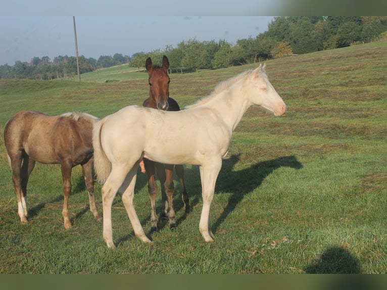 American Quarter Horse Hengst Veulen (01/2025) Pearl in Haigerloch American Quarter Horse Hengst Veulen (01/2025) Pearl in Haigerloch