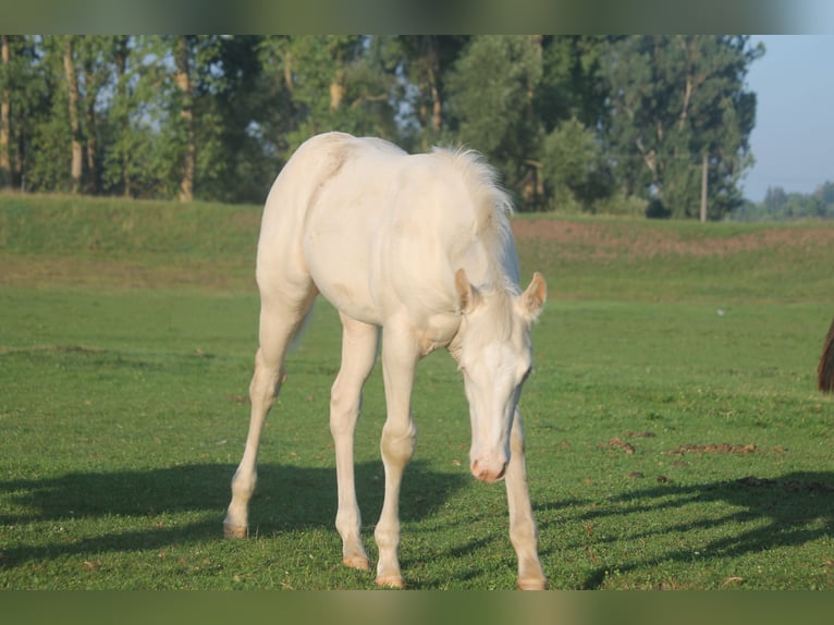 American Quarter Horse Hengst Veulen (01/2025) Pearl in Haigerloch American Quarter Horse Hengst Veulen (01/2025) Pearl in Haigerloch