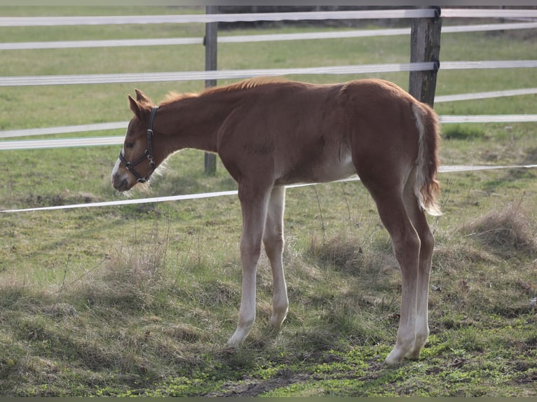 American Quarter Horse Hengst Veulen (02/2026)  in Pöttsching