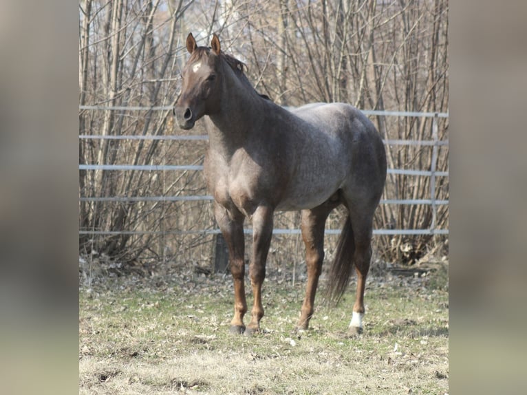 American Quarter Horse Hengst Veulen (02/2026)  in Pöttsching