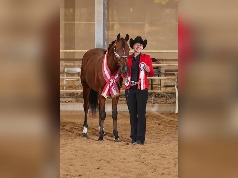 American Quarter Horse Hengst Veulen (02/2026)  in Pöttsching