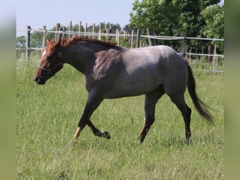 American Quarter Horse Hengst Veulen (02/2026)  in Pöttsching
