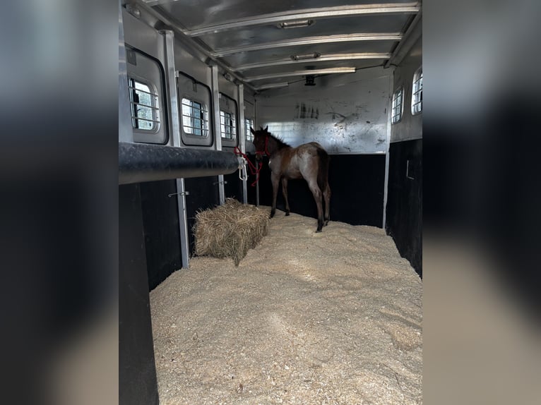 American Quarter Horse Hengst Veulen (05/2026)  in Anoka