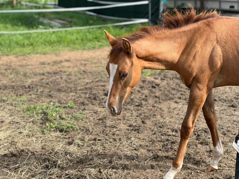 American Quarter Horse Hengst veulen (04/2024) Red Dun in Ingolstadt