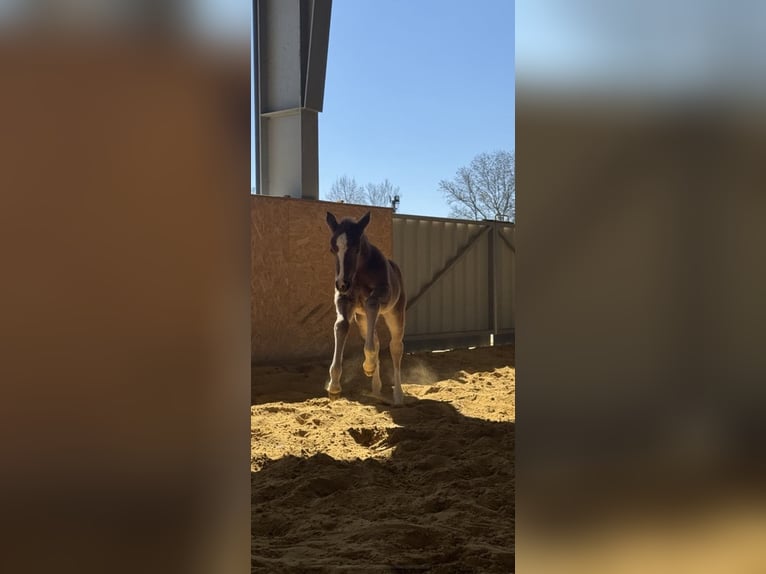 American Quarter Horse Hengst Veulen (01/2025) in Mooslargue