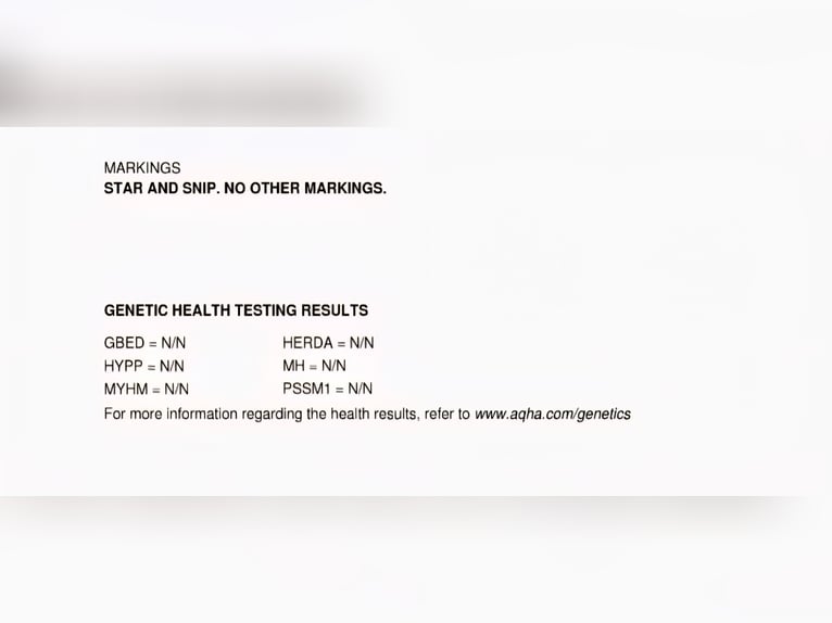 American Quarter Horse Hengst Veulen (04/2025) Roan-Bay in Alt Duvenstedt American Quarter Horse Hengst Veulen (04/2025) Roan-Bay in Alt Duvenstedt