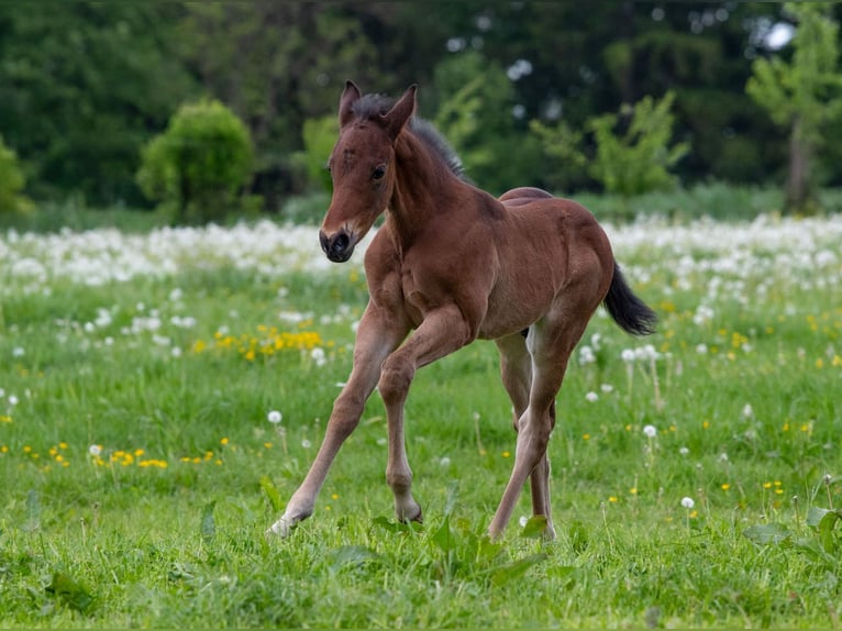 American Quarter Horse Hengst Veulen (04/2026) Roan-Bay in Welzheim