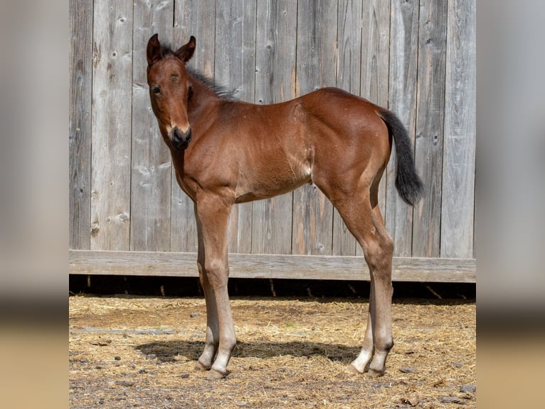 American Quarter Horse Hengst Veulen (04/2026) Roan-Bay in Welzheim