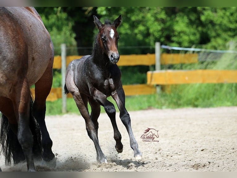 American Quarter Horse Hengst Veulen (05/2026) Roan-Bay in Delitzsch