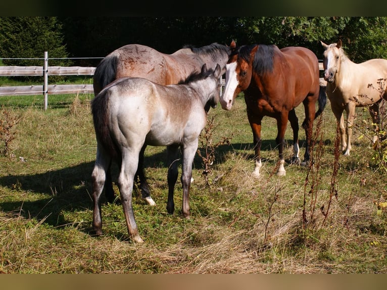 American Quarter Horse Hengst Veulen (05/2026) Roan-Bay in Delitzsch