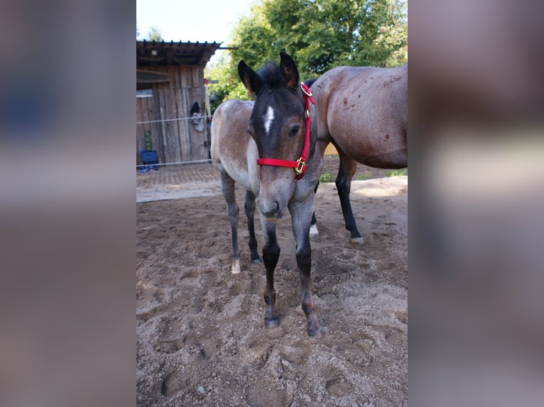 American Quarter Horse Hengst Veulen (05/2026) Roan-Bay in Delitzsch