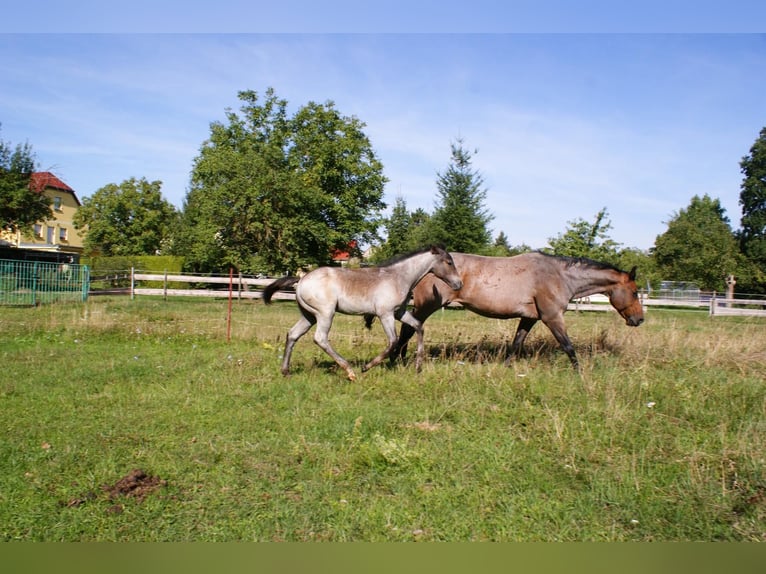 American Quarter Horse Hengst Veulen (05/2026) Roan-Bay in Delitzsch