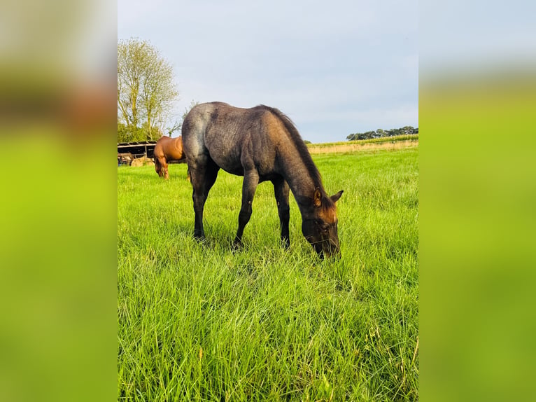 American Quarter Horse Hengst Veulen (04/2026) Roan-Blue in Petershagen