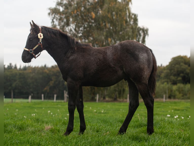 American Quarter Horse Hengst Veulen (05/2025) Roan-Blue in Bassum