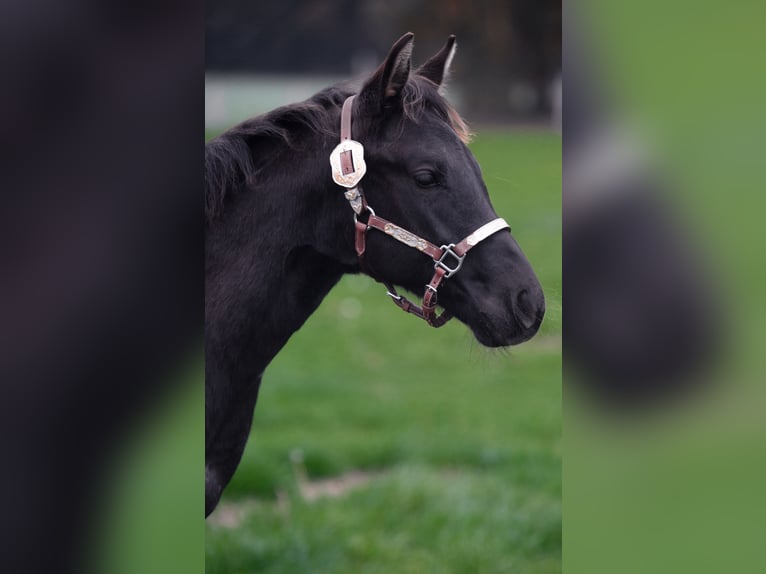 American Quarter Horse Hengst Veulen (05/2025) Roan-Blue in Bassum