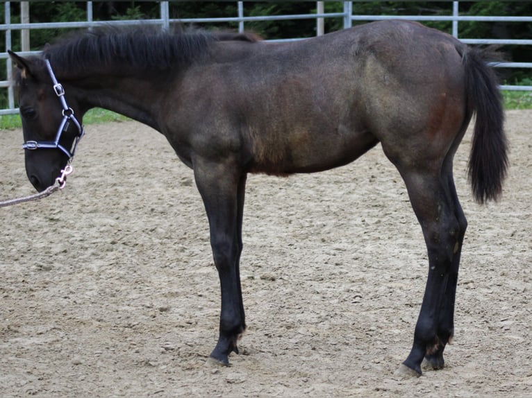 American Quarter Horse Hengst veulen (03/2024) Roan-Blue in Escholzmatt