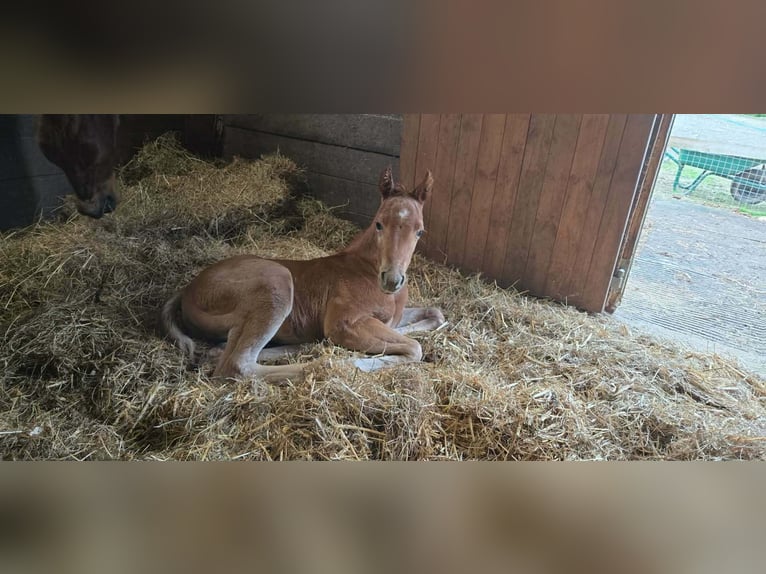 American Quarter Horse Hengst Veulen (04/2026) Roan-Red in Liskeard