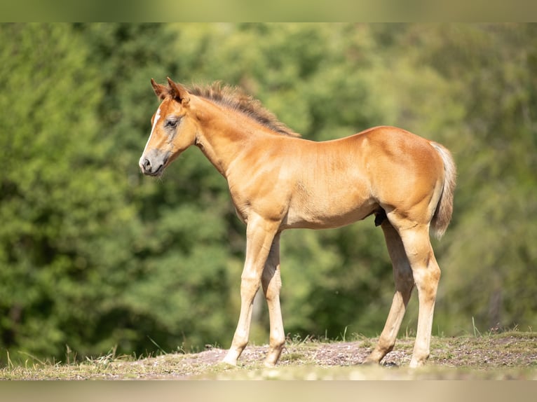American Quarter Horse Hengst Veulen (01/2026) Rood schimmel in Heiligenbrunn