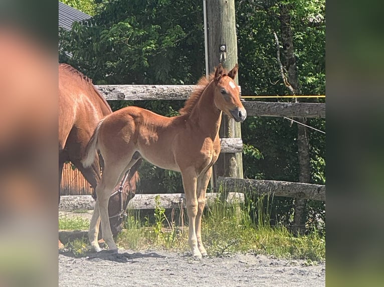 American Quarter Horse Hengst Veulen (04/2026) Rood schimmel in St. Stefan im Gailtal