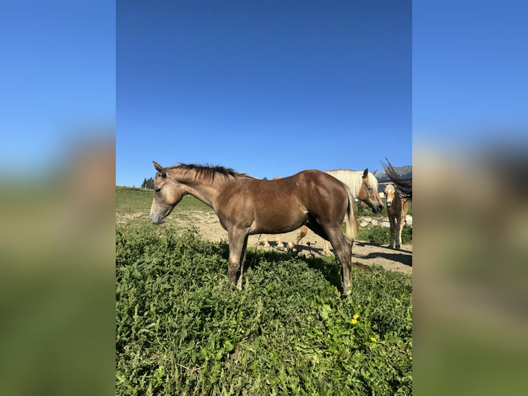 American Quarter Horse Hengst Veulen (04/2026) Rood schimmel in St. Stefan im Gailtal