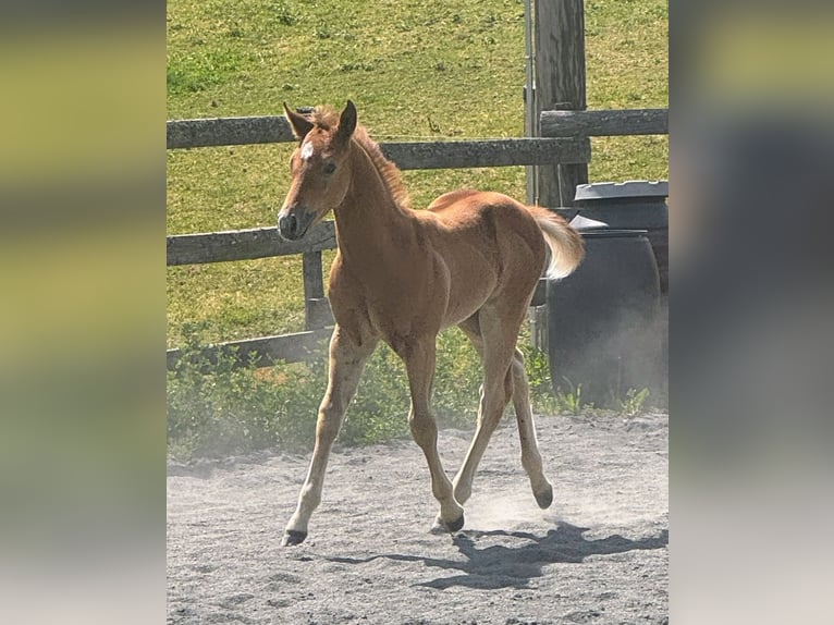 American Quarter Horse Hengst Veulen (04/2026) Rood schimmel in St. Stefan im Gailtal