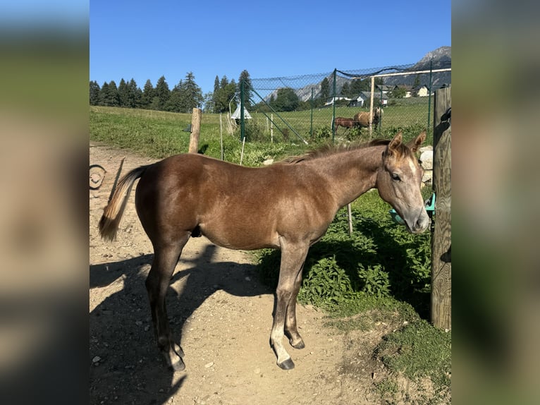 American Quarter Horse Hengst Veulen (04/2026) Rood schimmel in St. Stefan im Gailtal