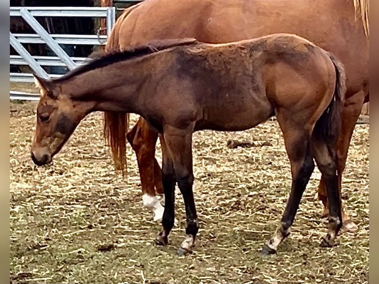 American Quarter Horse Hengst Veulen (06/2026) Roodbruin in Red Deer County
