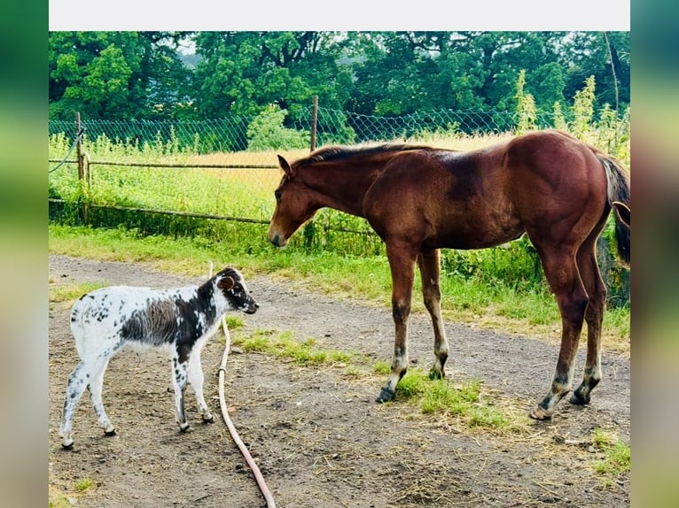 American Quarter Horse Hengst Veulen (04/2025) Roodbruin in Zabrze