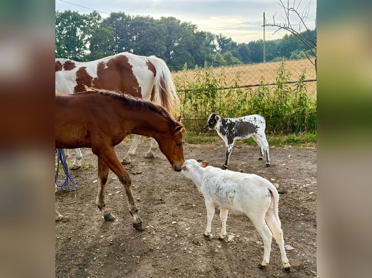 American Quarter Horse Hengst Veulen (04/2025) Roodbruin in Zabrze