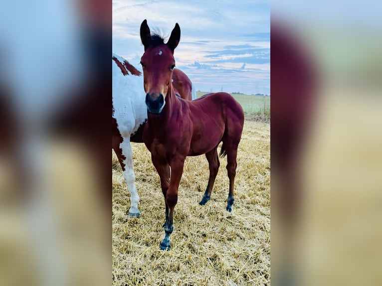 American Quarter Horse Hengst Veulen (04/2025) Roodbruin in Zabrze
