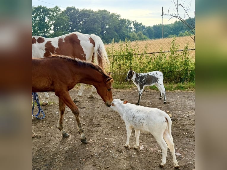 American Quarter Horse Hengst Veulen (04/2025) Roodbruin in Zabrze