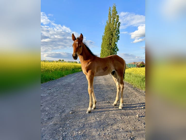 American Quarter Horse Hengst Veulen (04/2025) Roodbruin in Zabrze