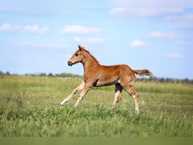 American Quarter Horse Hengst Veulen (03/2025) Roodvos in Iszkaszentgy&#xF6;rgy