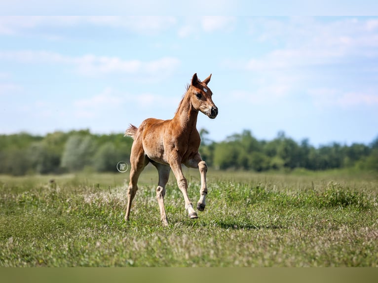 American Quarter Horse Hengst Veulen (03/2025) Roodvos in Iszkaszentgy&#xF6;rgy