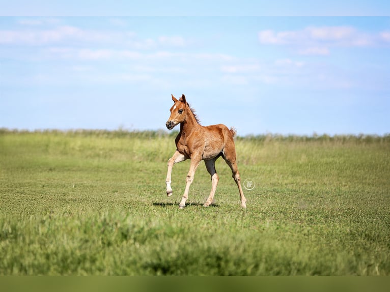 American Quarter Horse Hengst Veulen (03/2025) Roodvos in Iszkaszentgy&#xF6;rgy