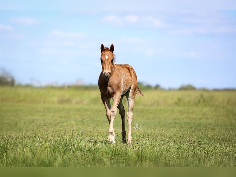 American Quarter Horse Hengst Veulen (03/2025) Roodvos in Iszkaszentgy&#xF6;rgy