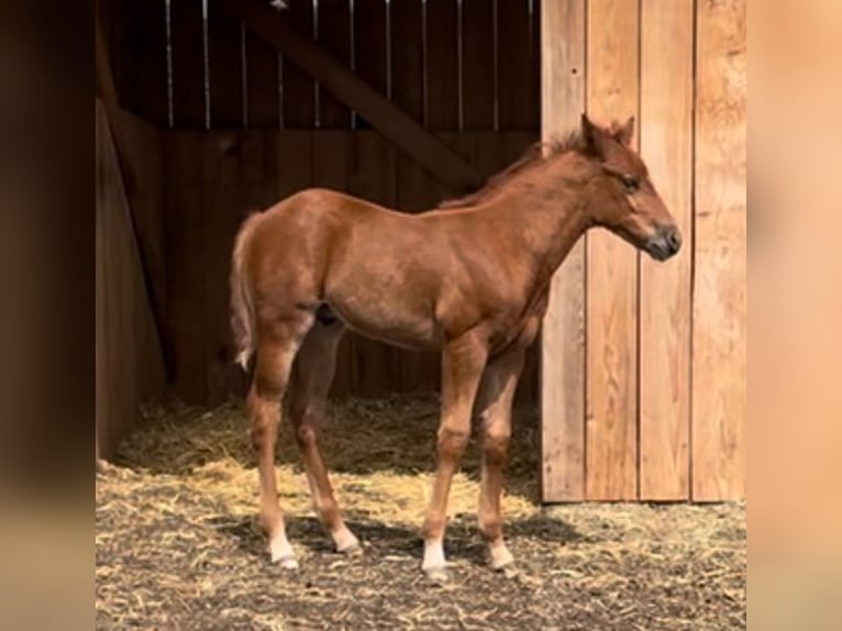 American Quarter Horse Hengst Veulen (04/2026) Vos in Althengstett