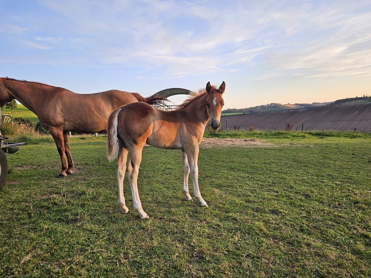 American Quarter Horse Hengst veulen (05/2024) Vos in Bellingen