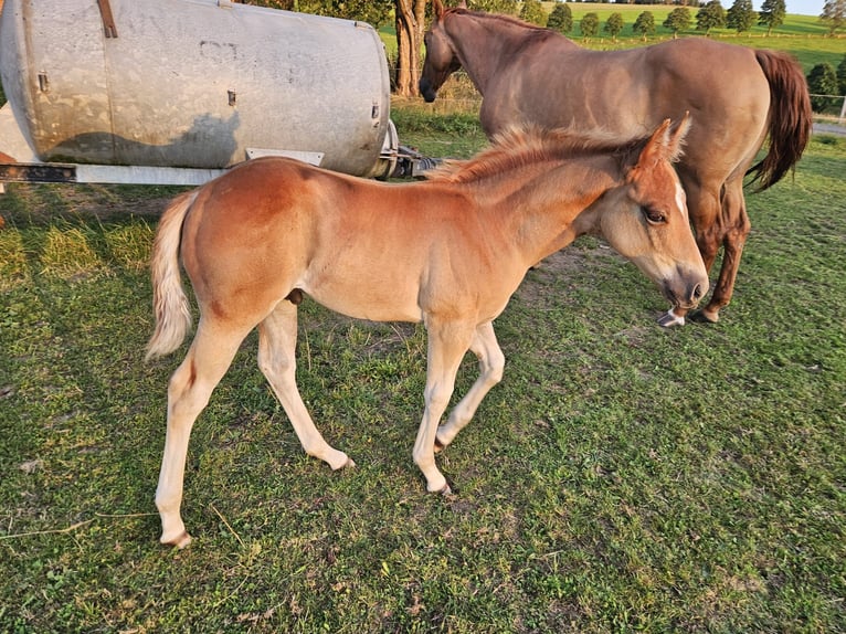 American Quarter Horse Hengst veulen (05/2024) Vos in Bellingen