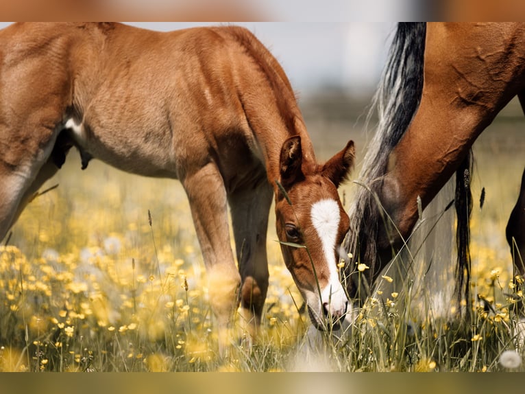 American Quarter Horse Hengst Veulen (04/2026) Vos in Deining