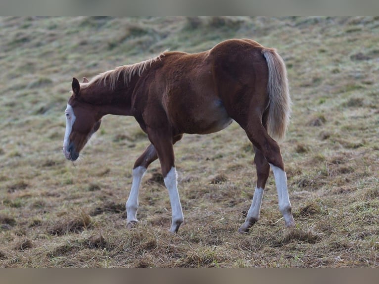 American Quarter Horse Hengst veulen (04/2024) Vos in Weinähr