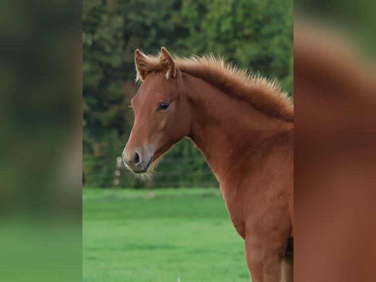 American Quarter Horse Hengst Veulen (04/2025) Vos in Freisen